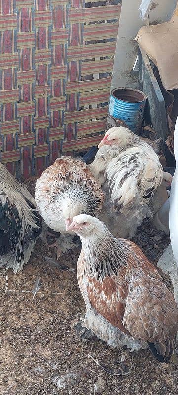 brahma hen available 4