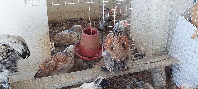 brahma hen available 5