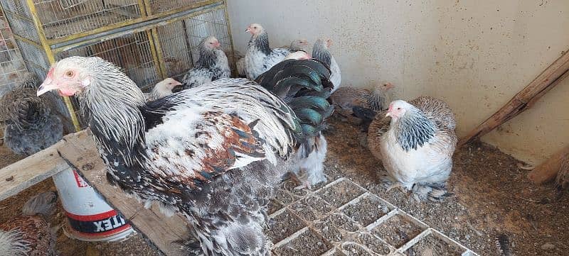 brahma hen available 6