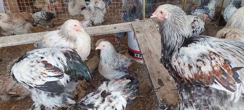 brahma hen available 7