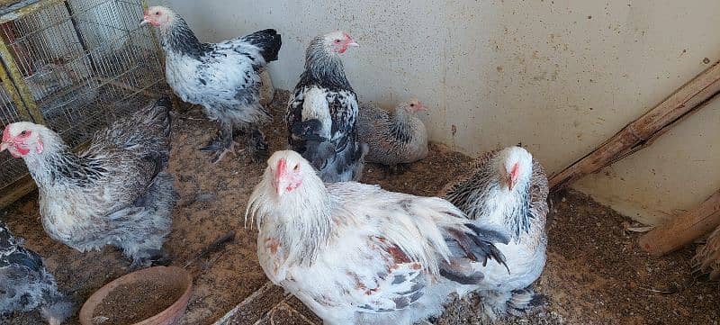 brahma hen available 10