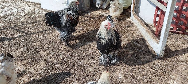 brahma hen available 11