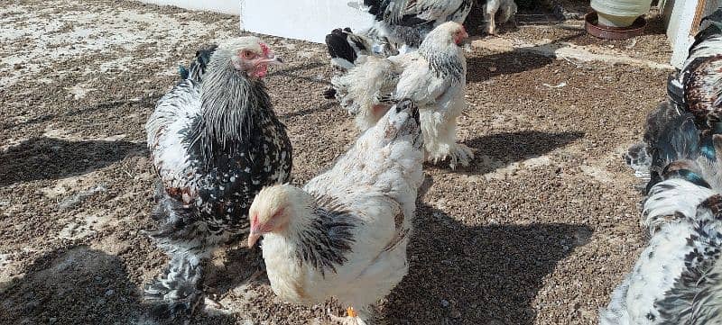 brahma hen available 12