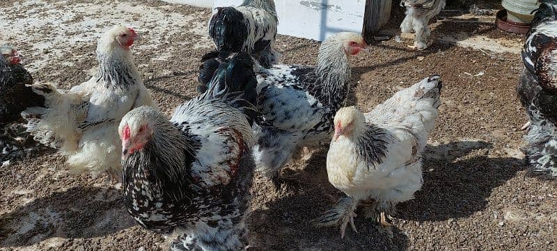 brahma hen available 13