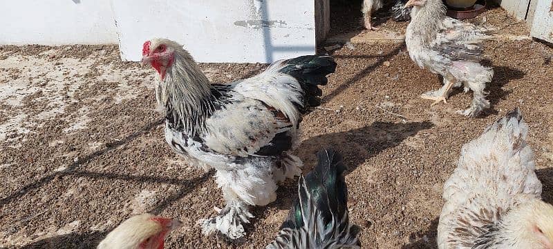 brahma hen available 14