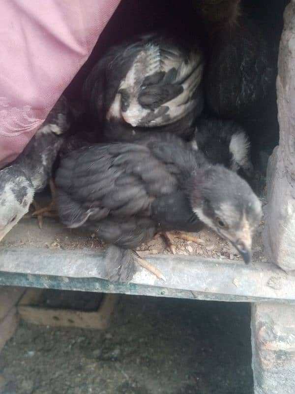 black buff chicks for sale 2