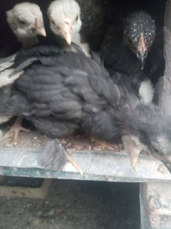 black buff chicks for sale 3