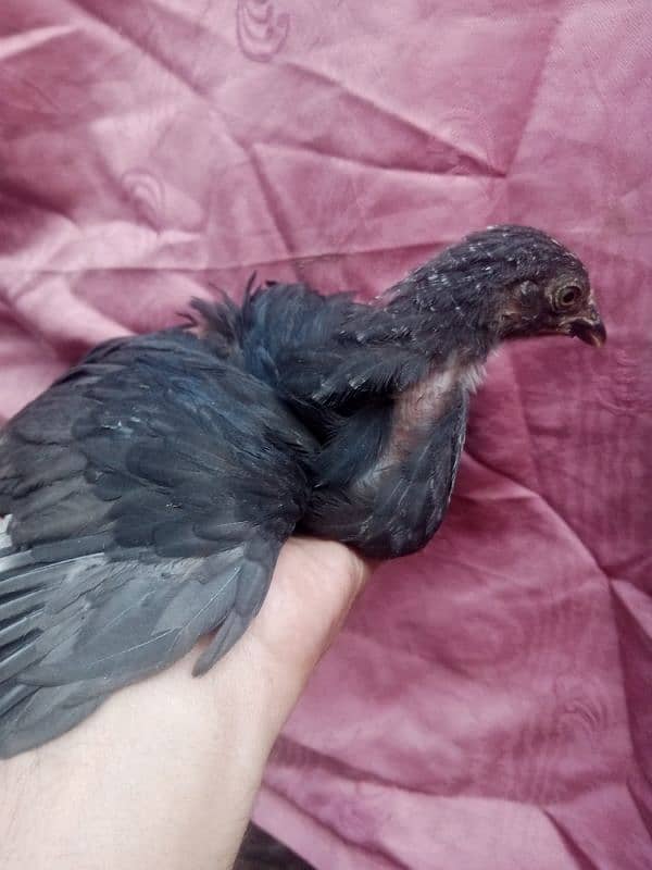 black buff chicks for sale 1