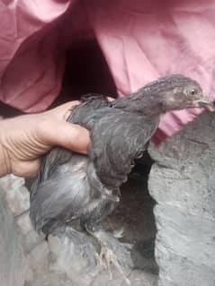 black buff chicks for sale