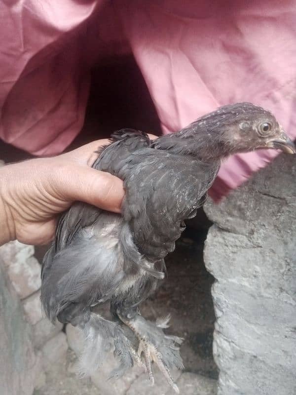 black buff chicks for sale 0