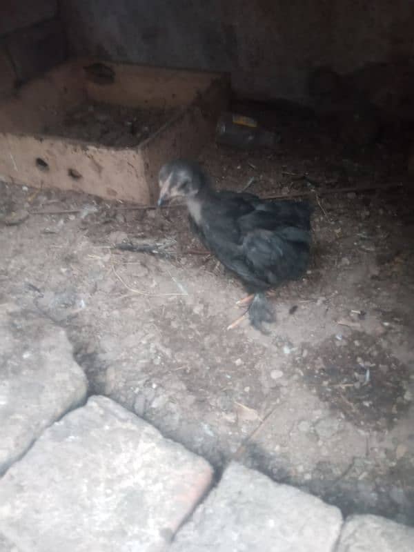 black buff chicks for sale 4