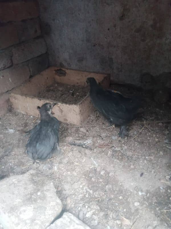 black buff chicks for sale 5