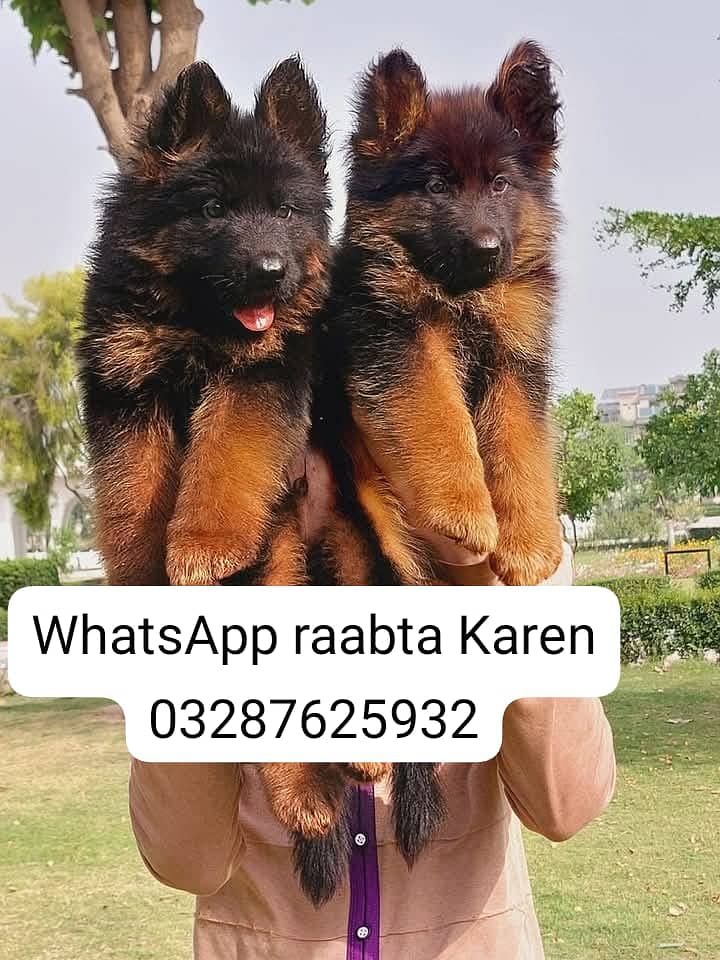 German Shepherd Puppy | Dog for sale | GSD | 03287625932 0