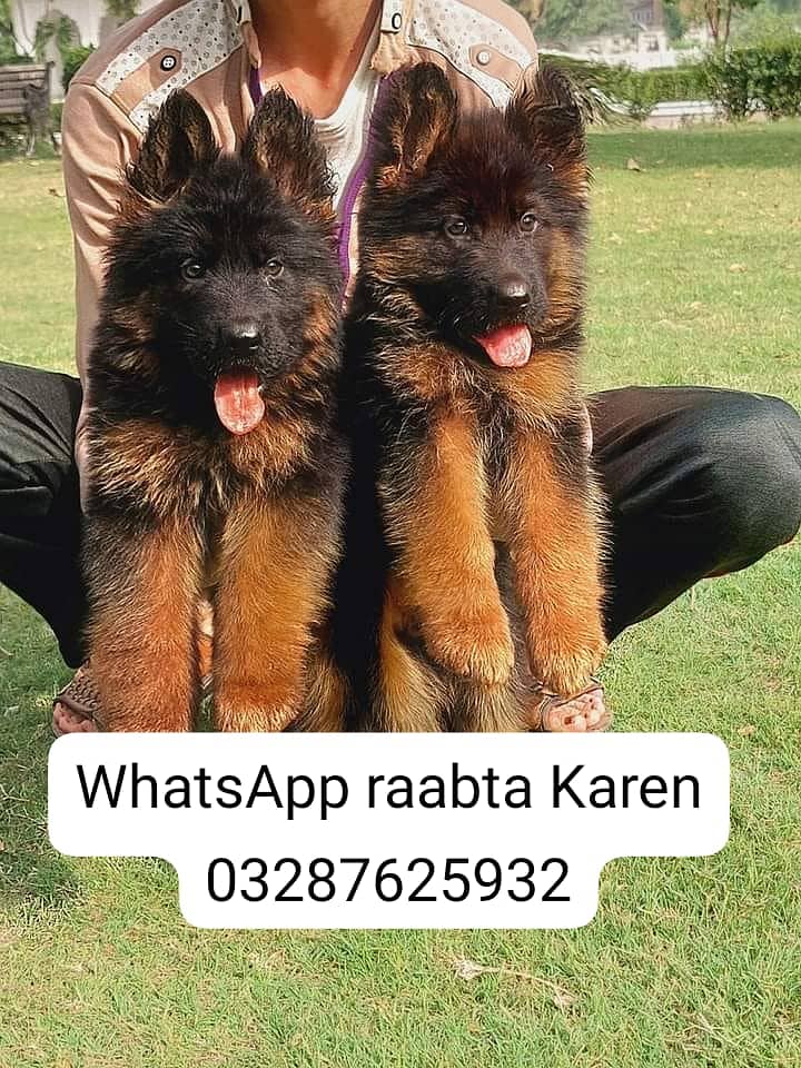 German Shepherd Puppy | Dog for sale | GSD | 03287625932 1