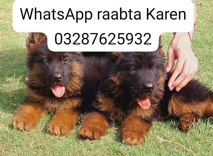 German Shepherd Puppy | Dog for sale | GSD | 03287625932 3