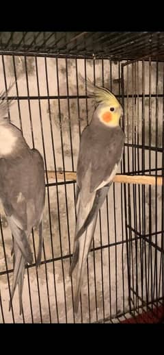 cockatiel parrot pair