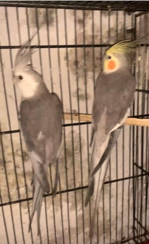 cockatiel parrot pair 2