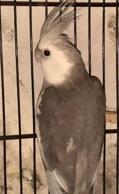 cockatiel parrot pair 3