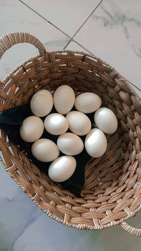 Duck egg / fertile eggs / low rate 0