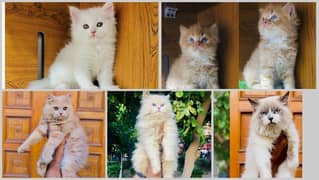 Persian kitten cats