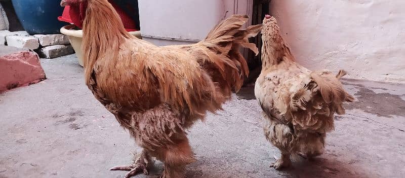 Golden Buff Pair Hens 0