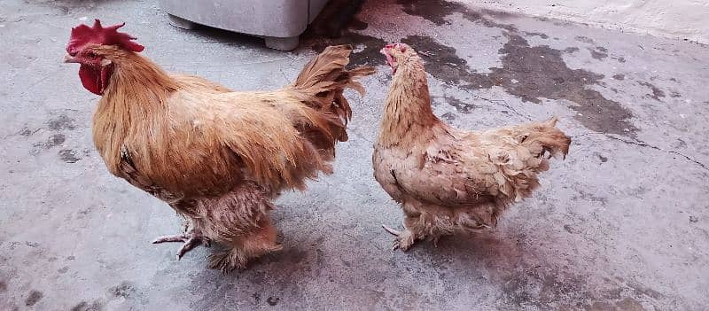 Golden Buff Pair Hens 1