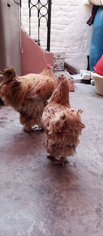 Golden Buff Pair Hens 2