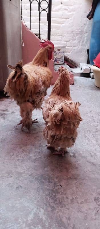 Golden Buff Pair Hens 3