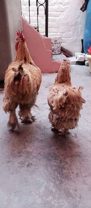 Golden Buff Pair Hens 4