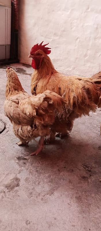 Golden Buff Pair Hens 6