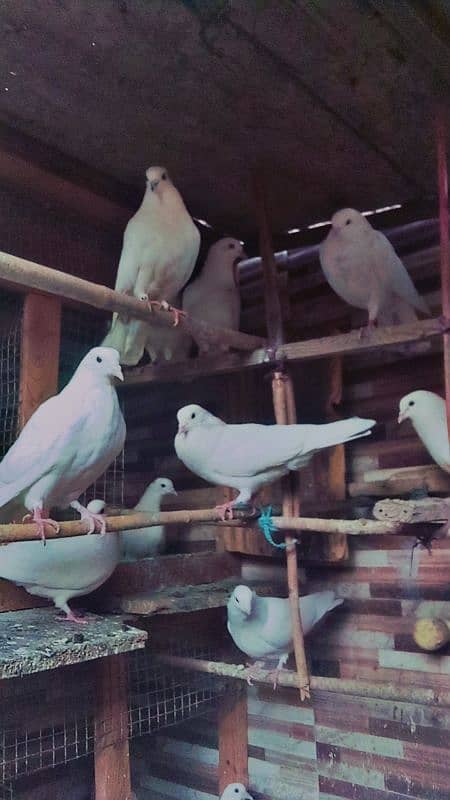 Pati kabutar ( pigeons ) 0