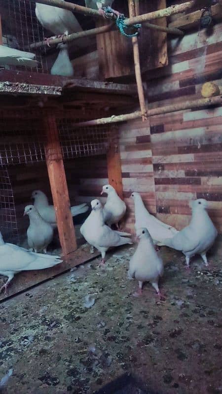 Pati kabutar ( pigeons ) 2