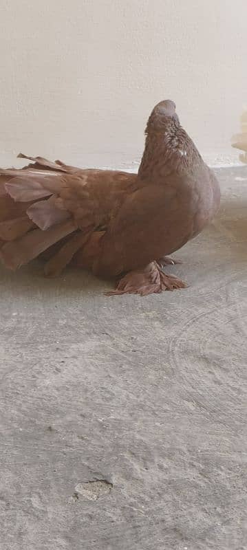 King size pigeon 5