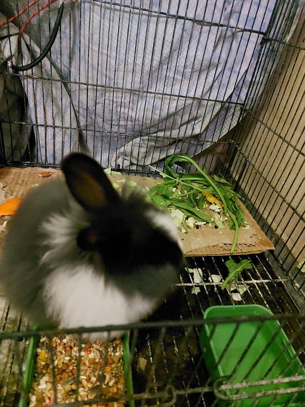 Angora Rabbit 10