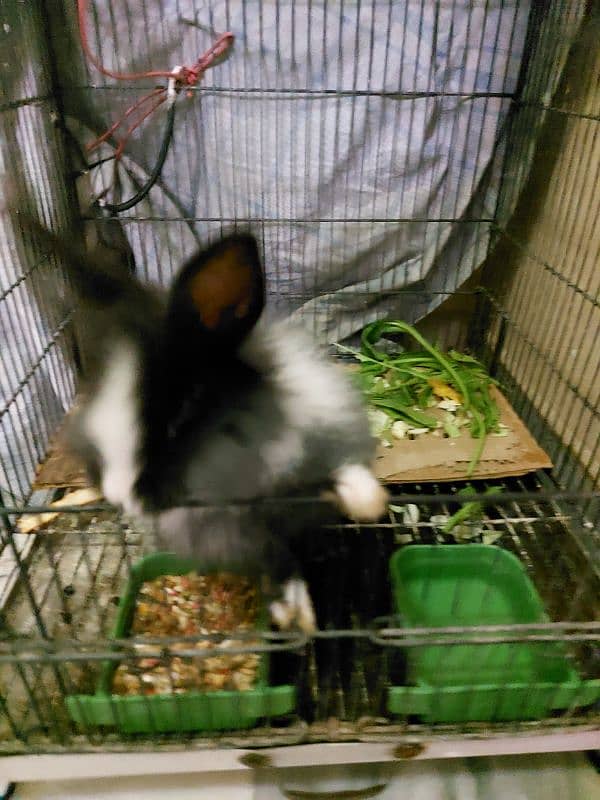 Angora Rabbit 12