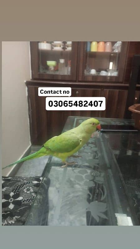 Parrot 1