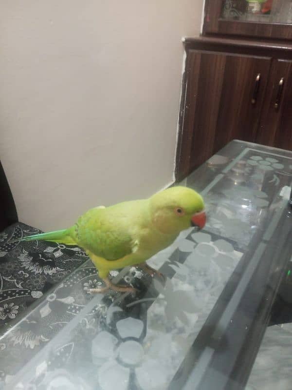 Parrot 2