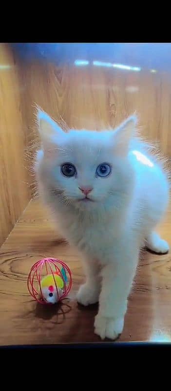 Persian cat for sale male or female my WhatsApp03=24=071=6105 0