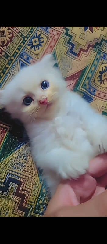 Persian cat for sale male or female my WhatsApp03=24=071=6105 1