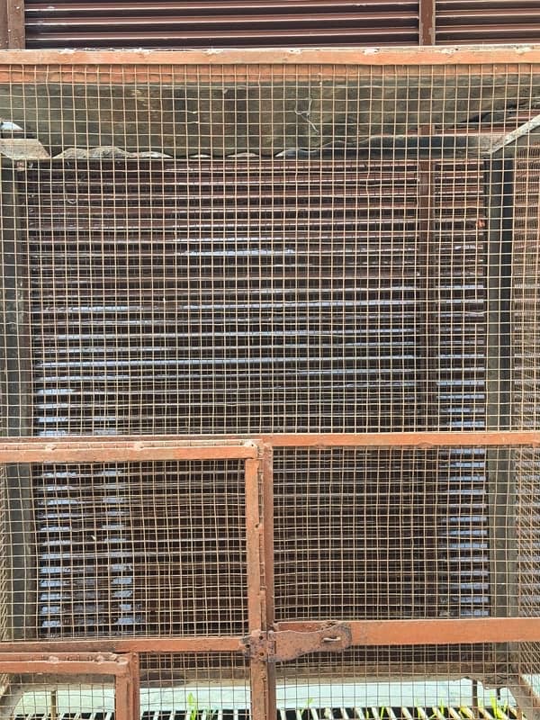 parriot cage 4x3 5