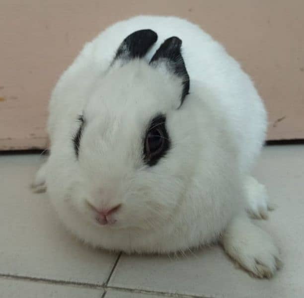 Hottot Female Rabbit 0