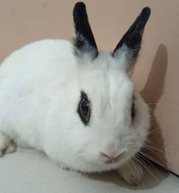 Hottot Female Rabbit 1