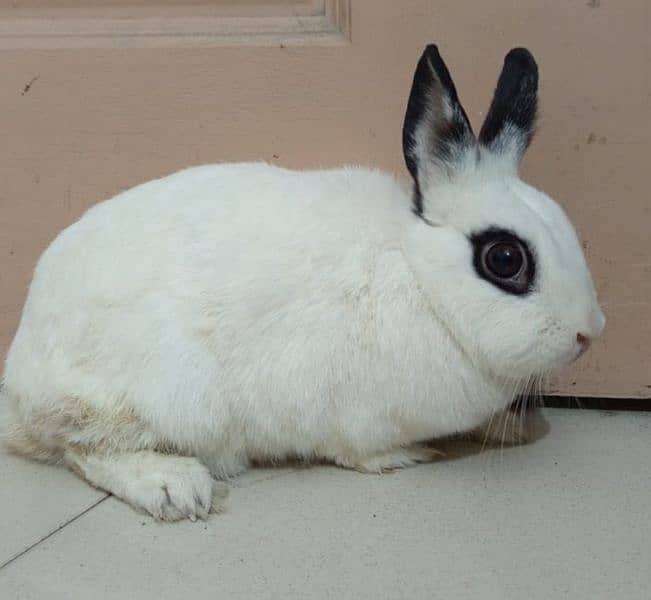 Hottot Female Rabbit 2