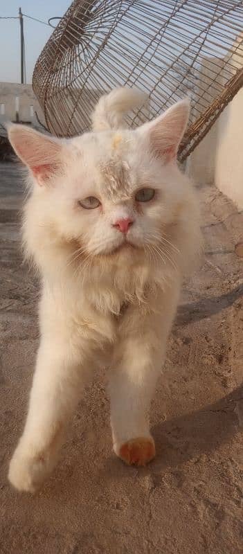 Persian male cat double coat 0