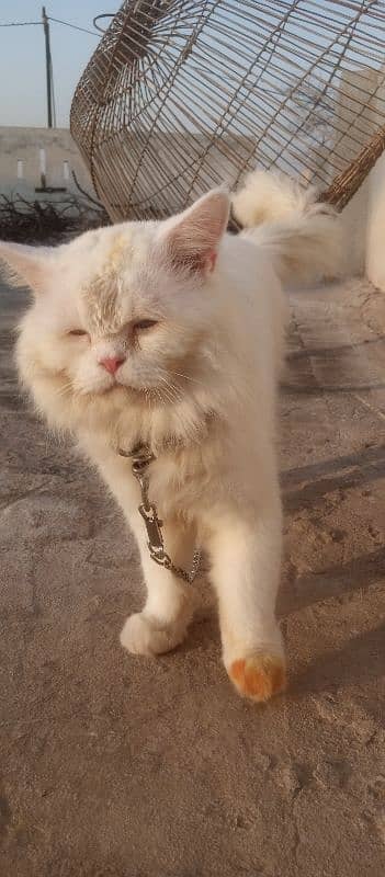 Persian male cat double coat 1