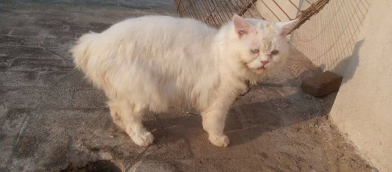 Persian male cat double coat 2