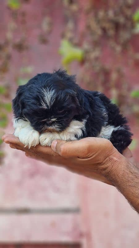 Shitzu puppy home breed for sale 2