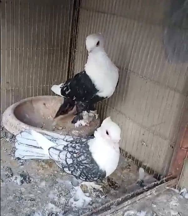 fancy pigeons 0