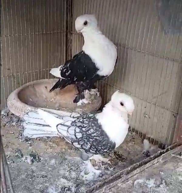 fancy pigeons 1