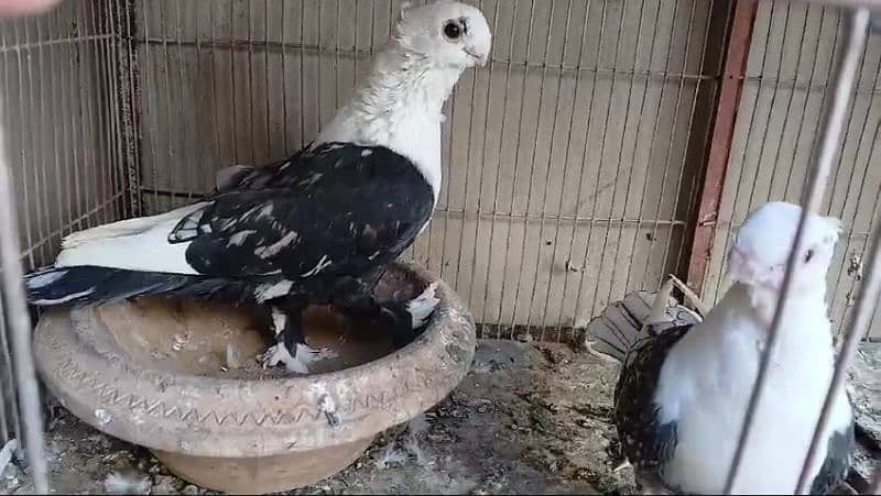 fancy pigeons 2